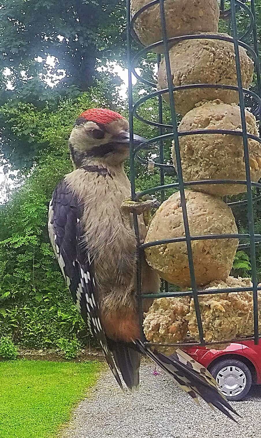 close up woodpecker pembrokeshire