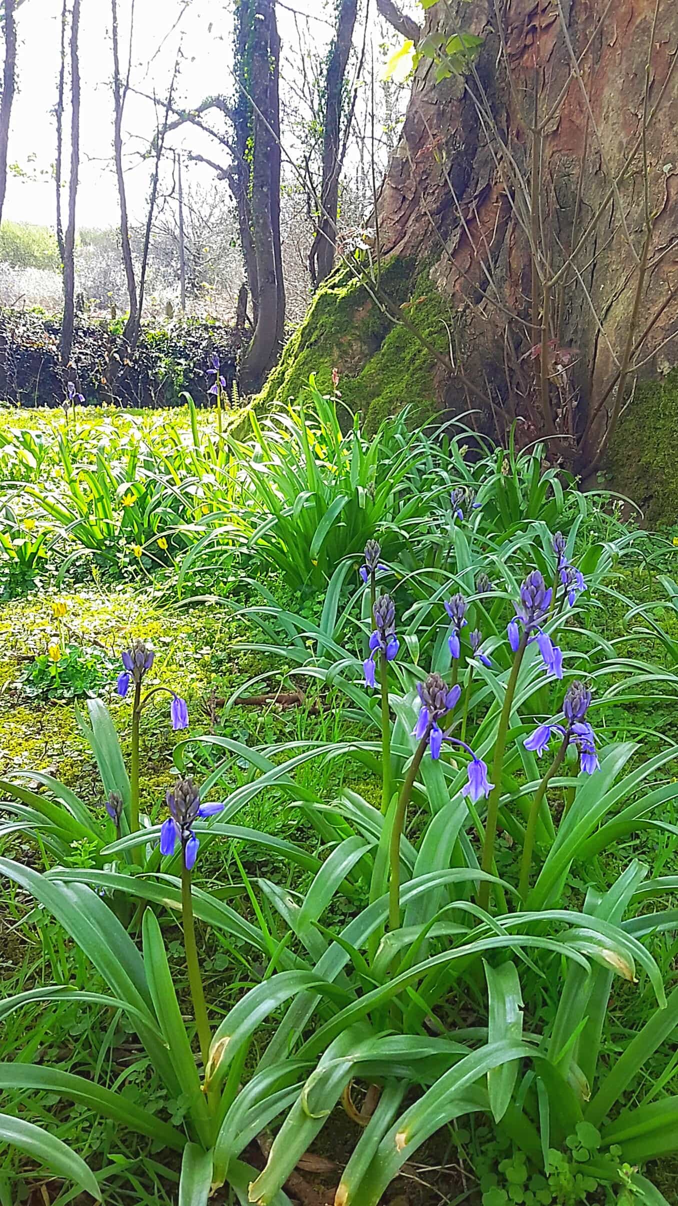 early bluebells pembrokeshire