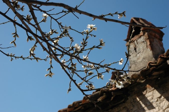 Neighbours tree