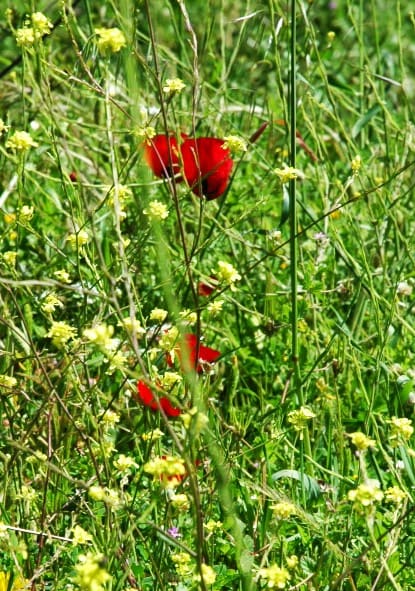 first poppies